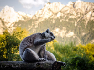 Ebbs_zoo_800x597